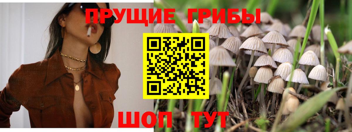 Псилоцибиновые грибы Psilocybe  Вход с VPN  Сердобск 
